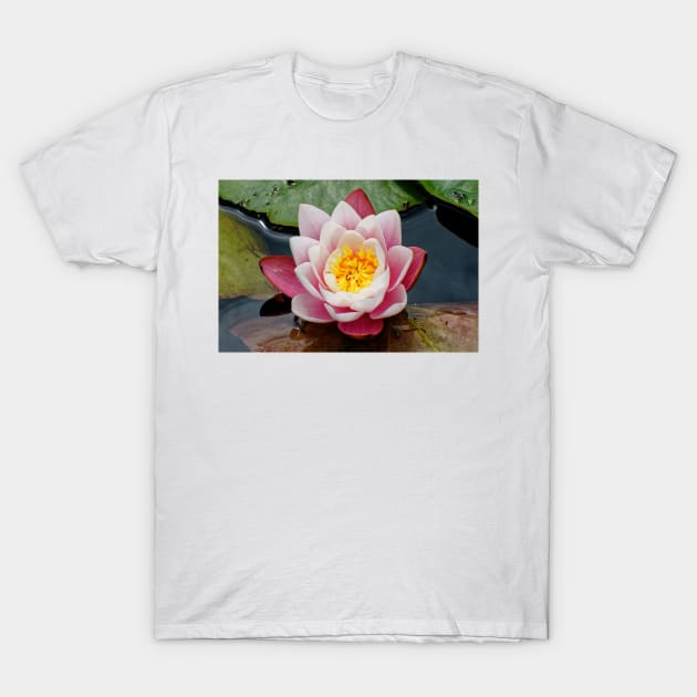 Blooming water lily in summer T-Shirt by Offiinhoki